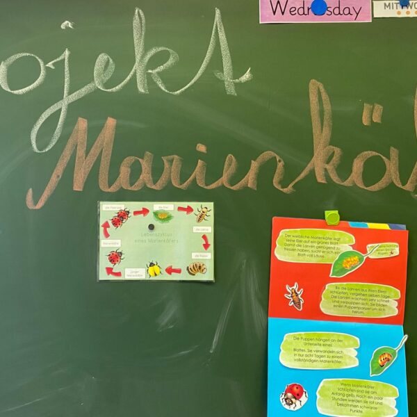 Marienkäferprojekt im Mai